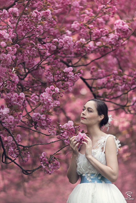 Pour votre mariage sur le thème fleur de cerisier, voici une photo d'inspiration.