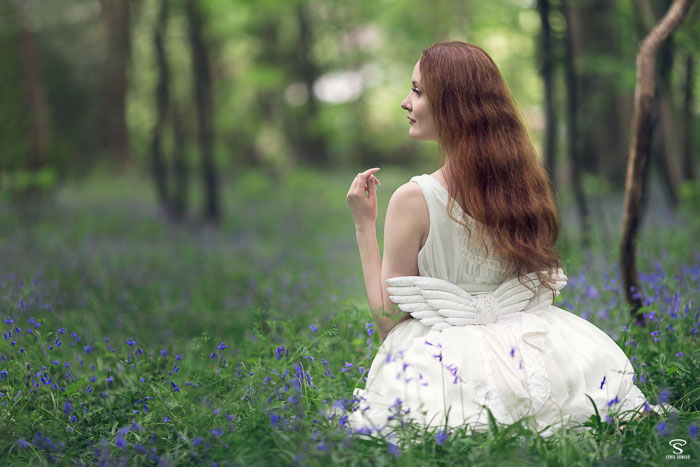 Découvrez des fleurs bleues dans une forêt, la jacinthe des bois, dans des photographies.
